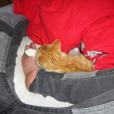 Blanding af racer Shaco-FORSVUNDET...:(