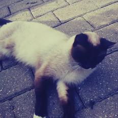 Hellig Birma Mizz-mizz R.I.P