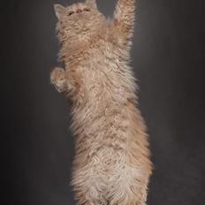 Selkirk Rex DGC/ TGCA Lykken Curly Ronja