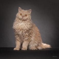 Selkirk Rex DGC/ TGCA Lykken Curly Ronja