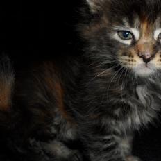 Maine Coon Dk NewHope Faith Hill