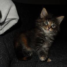 Maine Coon Dk NewHope Faith Hill