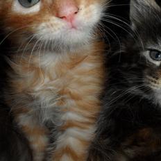 Maine Coon Dk NewHope Faith Hill