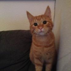 Blanding af racer Tiger