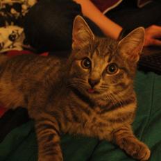 Blanding af racer Kili