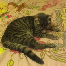 Blanding af racer Kili