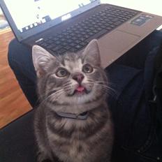 Blanding af racer Kili