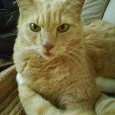 Blanding af racer Loui