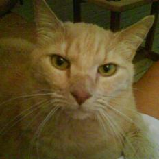 Blanding af racer Loui