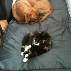 Blanding af racer Musling