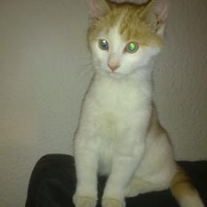 Blanding af racer Nunu