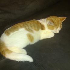 Blanding af racer Nunu