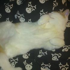 Blanding af racer Nunu