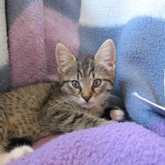 Blanding af racer Max