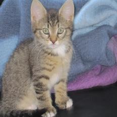 Blanding af racer Max