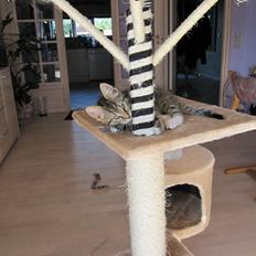 Blanding af racer Max