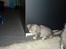 Norsk Skovkat Ziggy - 15½ uge