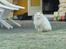 Maine Coon Tiggy