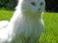 Maine Coon Tiggy