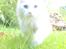 Maine Coon Tiggy