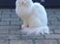 Maine Coon Tiggy