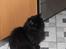 Maine Coon Ibber