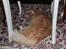 Maine Coon Hannah/Mini/Lillemis