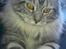 Maine Coon chili