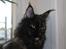 Maine Coon DK Sivkjærs Jawa