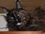 Maine Coon DK Sivkjærs Jawa