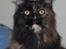 Maine Coon DK Sivkjærs Jawa