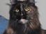 Maine Coon DK Sivkjærs Jawa