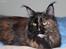 Maine Coon DK Sivkjærs Jawa