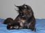 Maine Coon DK Sivkjærs Jawa