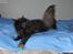 Maine Coon DK Sivkjærs Jawa