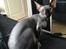 Sphynx Siff