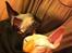 Sphynx Aslan