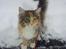 Maine Coon Fnuggi Tidl. kat