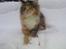Maine Coon Fnuggi Tidl. kat
