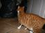 Huskat Alvin