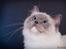 Ragdoll S* Gunbertus Echo JW