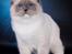 Ragdoll S* Gunbertus Echo JW