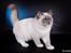 Ragdoll S* Gunbertus Echo JW