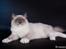 Ragdoll S* Gunbertus Echo JW