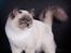 Ragdoll S* Gunbertus Echo JW