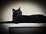 Huskat Anubis - Vampyren, Anubis, ligger selvglad på mit TV.