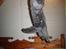 Selkirk Rex  RW SGC, PCH Lykken Peer Gynt of Tzari  - 09/11