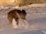 Blanding af racer Tiger (Bamse) - Sne fræs!!!! 