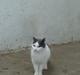 Huskat Minni Mus