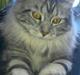 Maine Coon chili